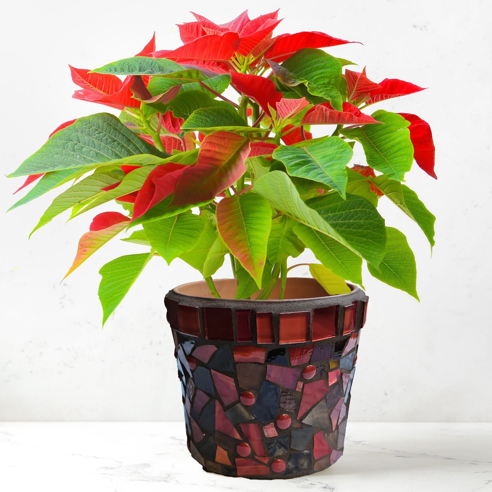 Red Holiday Pot